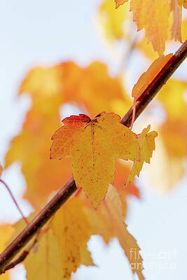 Wall Art - Photograph - Red Maple Scanlon Tree Leaf Changing Colour in Autumn by Tim Gainey