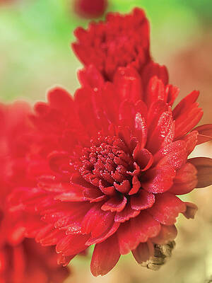 Red Mums in the morning dew by Mark Beckwith Red Mums in the morning dew by Mark Beckwith