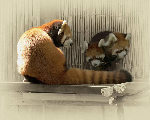 Red  Panda With Young by James Brown