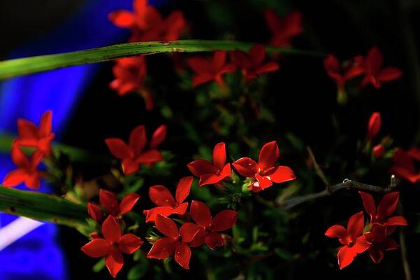 Red Phlox like Flower by Ed Stines Red Phlox like Flower by Ed Stines