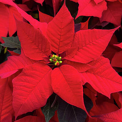 Wall Art - Photograph - Red Poinsettia by Denise Harty
