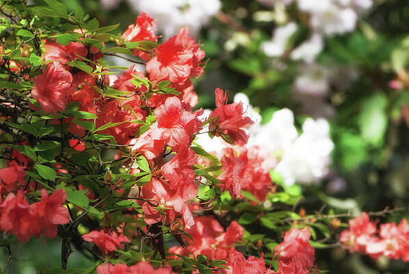 Red Rhododendron by Joanne Mason Red Rhododendron by Joanne Mason