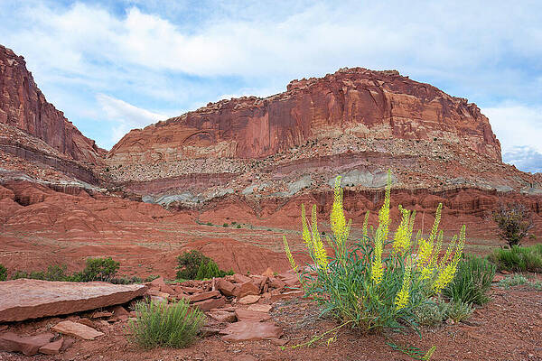 Utah Wall Art featuring the photograph Red Rock And Wildflowers by Diane Moller