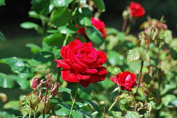 Red rose for your love by Santosh Puthran Red rose for your love by Santosh Puthran