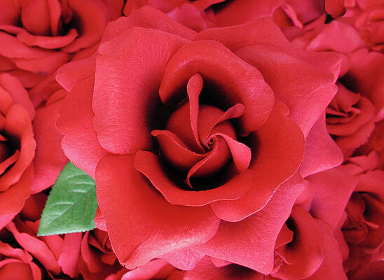 Red Rose by Tom Reynen Red Rose by Tom Reynen