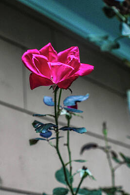 Wall Art - Photograph - Red Rose with Blue Tinted Leaves Against Grey and Blue Background by W Craig Photography