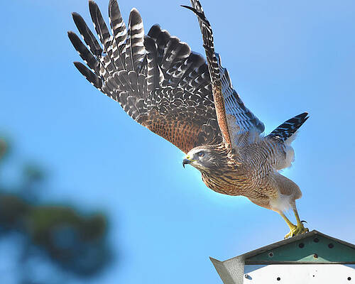 Red Shoulder Hawk Taking Off by Jerry Griffin Red Shoulder Hawk Taking Off by Jerry Griffin