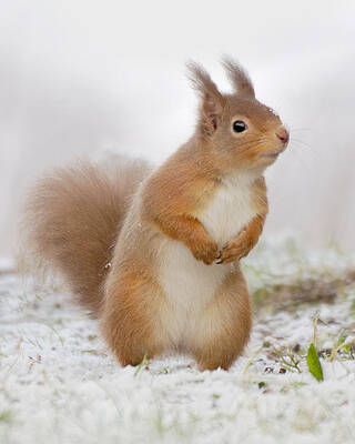 Red Squirrel in Snow by Gavin MacRae Red Squirrel in Snow by Gavin MacRae