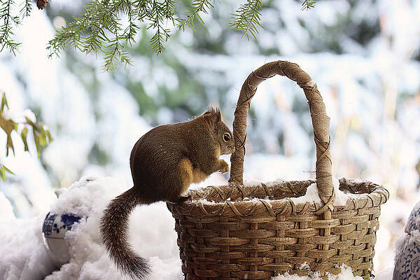 Wicker Squirrel Basket - Small Fruit Basket