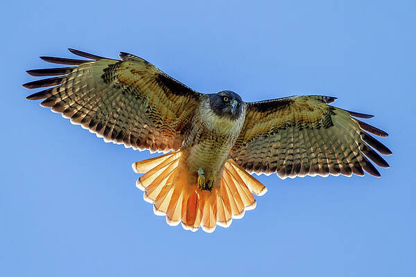 Wall Art - Photograph - Red Tail Hawk by Pierre Leclerc Photography