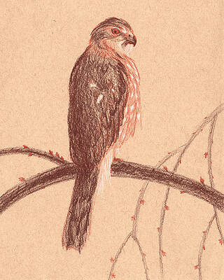 William Pope (British/Canadian, 1811-1902), Red tailed Hawk Falco bore –  Arader Galleries