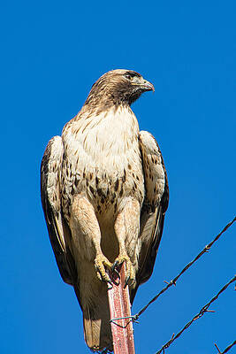Red Tailed Hawk by Steph Gabler Red Tailed Hawk by Steph Gabler
