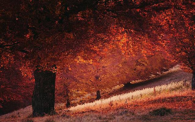Red tree in sunset light in autumn by Toma Bonciu Red tree in sunset light in autumn by Toma Bonciu