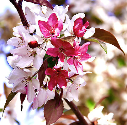 Red White Blossoms by Susan Buscho Red White Blossoms by Susan Buscho