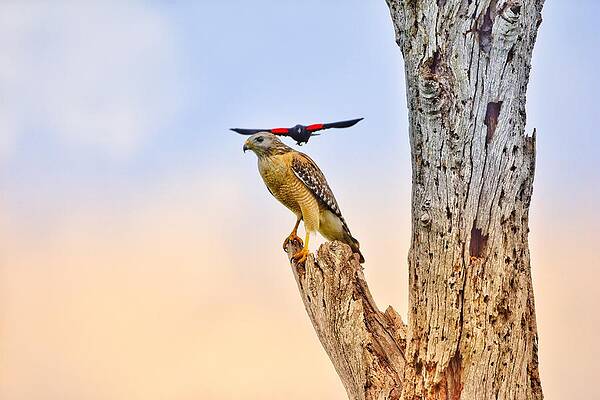Wall Art - Photograph - Red winged blackbird attacking red-shouldered hawk by David McKinney