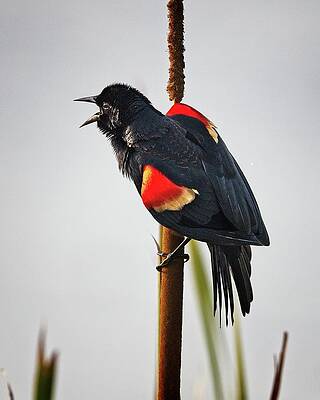 Red-winged Blackbird Displaying by Ronald Lutz Red-winged Blackbird Displaying by Ronald Lutz