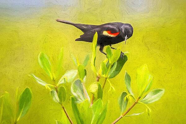 Wall Art - Photograph - Red-Winged Blackbird by Susan Rydberg