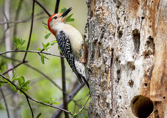 Redbellied Woodpecker at Johnson Park by Ricky L Jones Redbellied Woodpecker at Johnson Park by Ricky L Jones