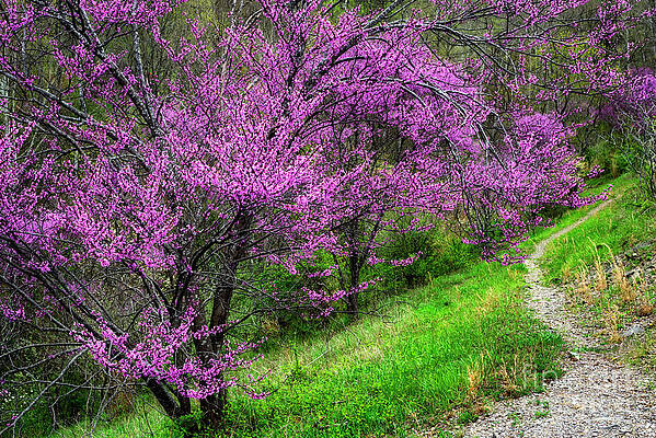 Redbud on the Narrow Path by Thomas R Fletcher Redbud on the Narrow Path by Thomas R Fletcher