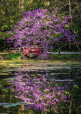 Wall Art featuring the photograph Redbud Tree And The Canal Bridge 1 by Rachel Morrison