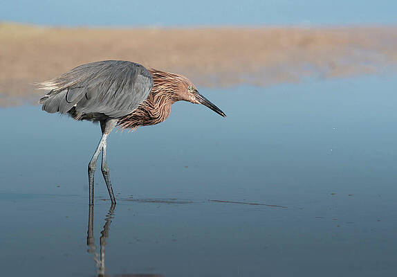 Wall Art - Photograph - Reddish Egret  Art Print #1 by Denise Johnson