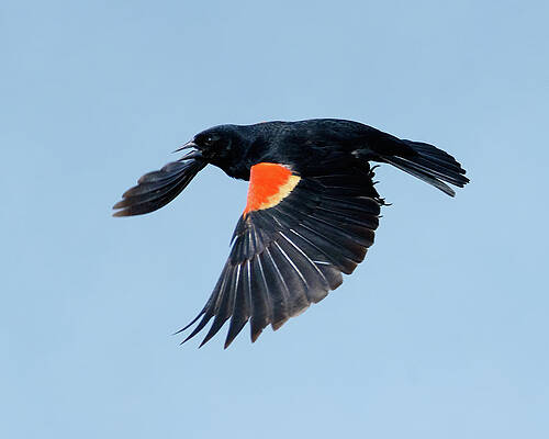 Redwing In Flight by Lara Ellis Redwing In Flight by Lara Ellis