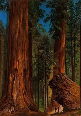 Wall Art - Drawing - Redwood Forest Yosemite Valley art by Gilbert Davis Munger American