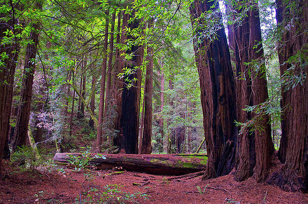 Redwood Trees by Matthew DeGrushe Redwood Trees by Matthew DeGrushe