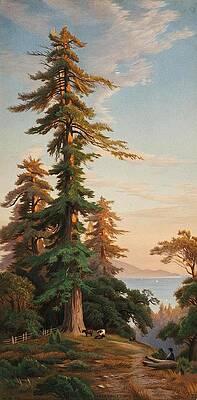 Wall Art - Drawing - Redwood Trees Santa Cruz Mts Cal  by John Ross Key American