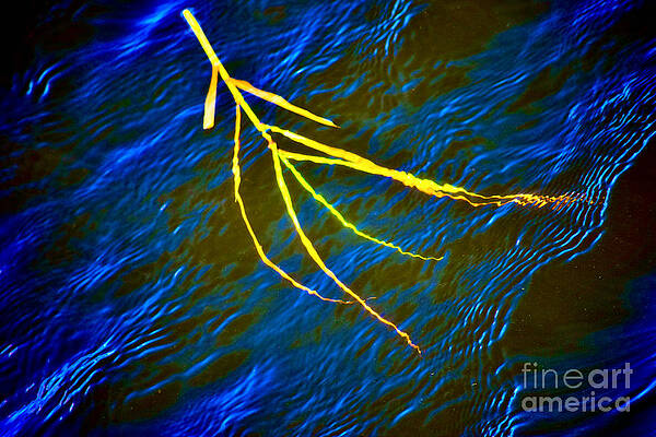Wall Art - Photograph - Reed adrift in the Ocean by Debra Banks