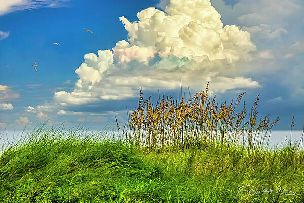 REEDS BEACH AND PUFFY CLOUDS by Dan Barba REEDS BEACH AND PUFFY CLOUDS by Dan Barba