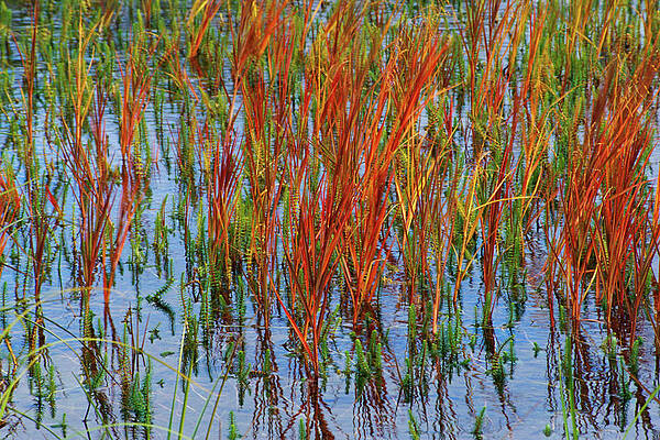Reeds, Gates of the Arctic by MICHAEL KATZ Reeds, Gates of the Arctic by MICHAEL KATZ