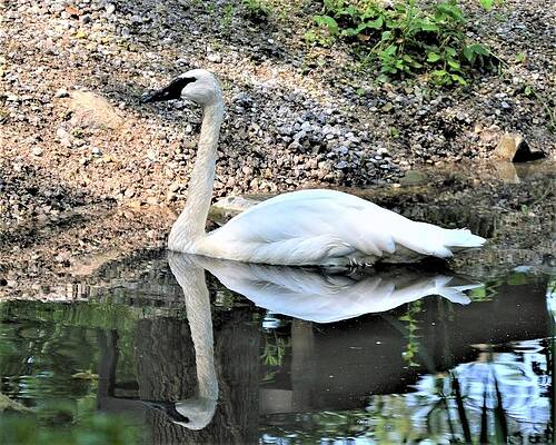 Reflecting Swan by Karen Sturgill Reflecting Swan by Karen Sturgill