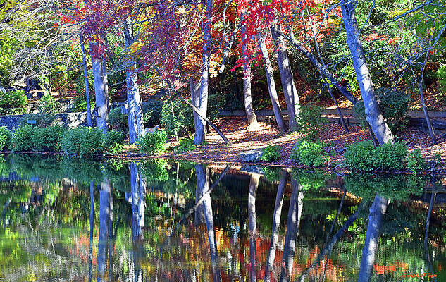 Wall Art - Photograph - Reflection of Fall Trees by Roberta Byram