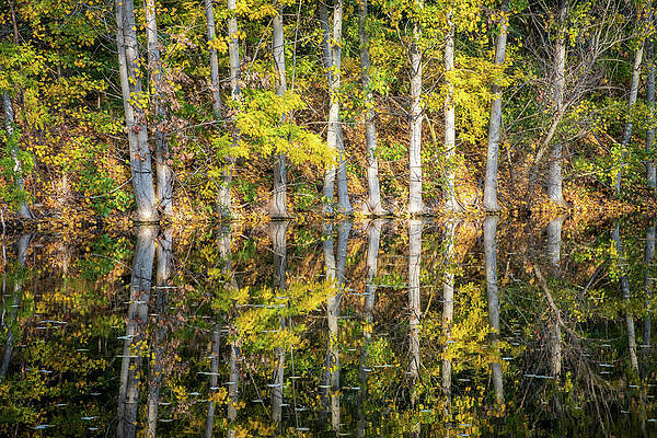 Reflection of Trees in a Lake in Autumn by Alexios Ntounas Reflection of Trees in a Lake in Autumn by Alexios Ntounas