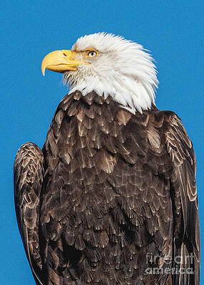 Regal Pose by Steven Natanson Regal Pose by Steven Natanson
