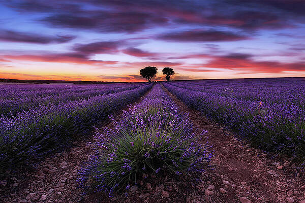 Wall Art - Photograph - Reign of color by Jorge Maia