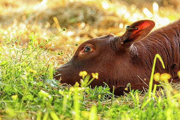 Wall Art featuring the photograph Resting Devon Calf In The Spring by Rachel Morrison