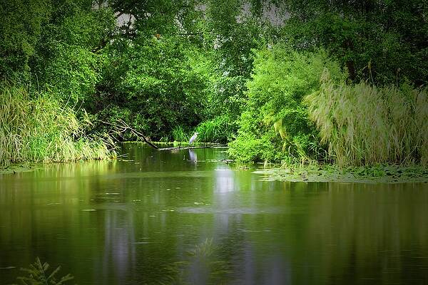 Resting heron #l2 by Leif Sohlman Resting heron #l2 by Leif Sohlman