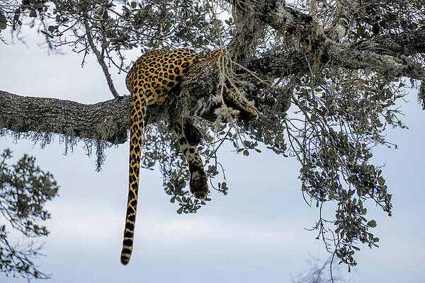 Resting Leopard in Yala by Arj Munoz Resting Leopard in Yala by Arj Munoz
