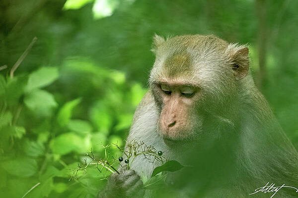 Rhesus Monkey Inspecting Berries by Meg Leaf Rhesus Monkey Inspecting Berries by Meg Leaf