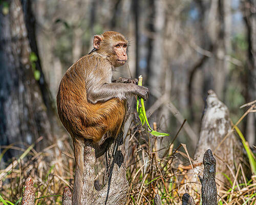 Rhesus Monkey on a Cypress Knee by Charles LeRette Rhesus Monkey on a Cypress Knee by Charles LeRette