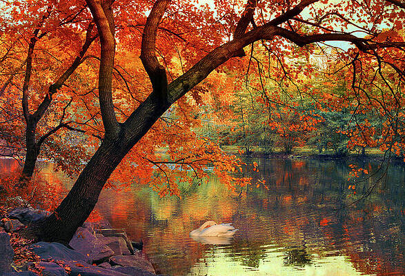 Wall Art - Photograph - Vibrant Foliage Reflections by Jessica Jenney
