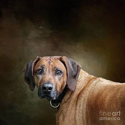 Rhodesian Ridgeback by Eva Lechner Rhodesian Ridgeback by Eva Lechner