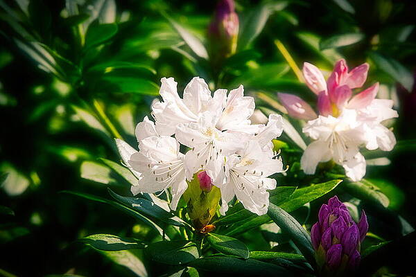 Rhododendron blossoms in Jurmala by Aleksandrs Drozdovs Rhododendron blossoms in Jurmala by Aleksandrs Drozdovs