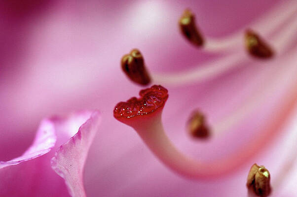 Rhododendron by Doug Wittrock Rhododendron by Doug Wittrock