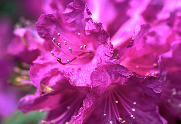 Rhododendron by Lawrence Golla Rhododendron by Lawrence Golla