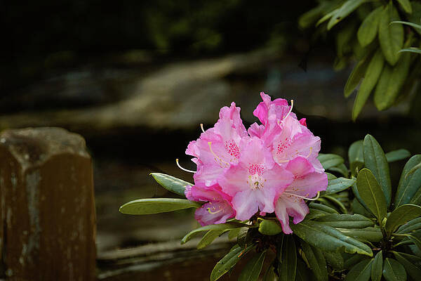 Rhododendrons by the Waterfall by Joni Eskridge Rhododendrons by the Waterfall by Joni Eskridge