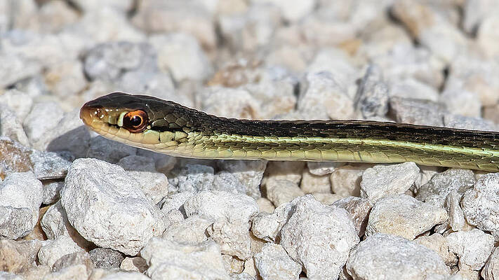 Ribbon Snake Close up by Bradford Martin Ribbon Snake Close up by Bradford Martin