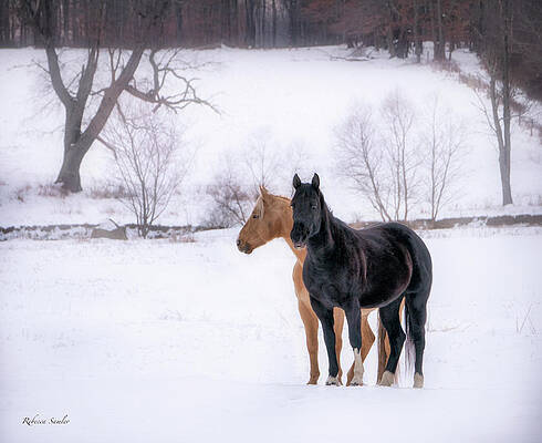 Riding Out the Storm by Rebecca Samler Riding Out the Storm by Rebecca Samler